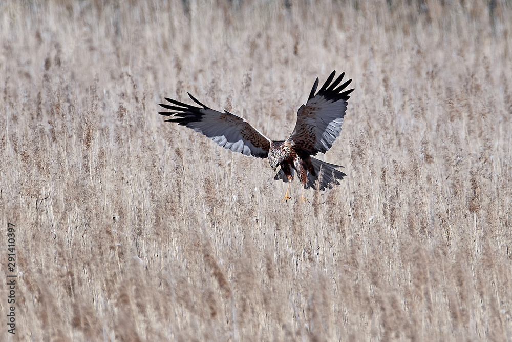 Fototapeta premium Western marsh harrier (Circus aeruginosus)