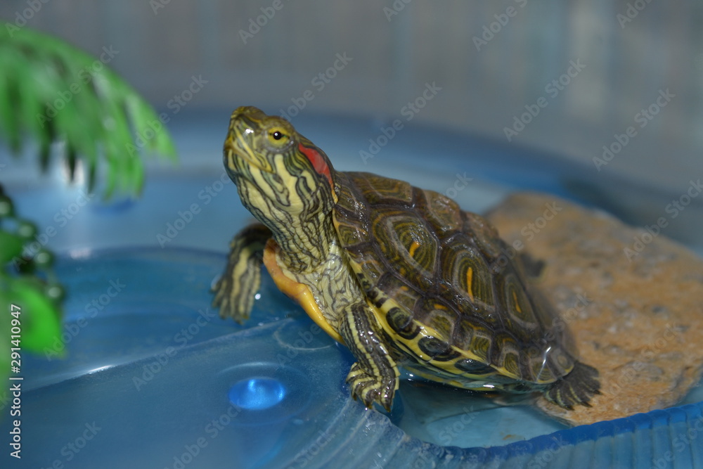 Fototapeta premium Small to Medium-sized Turtle