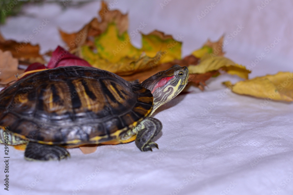 Obraz premium Small to Medium-sized Turtle