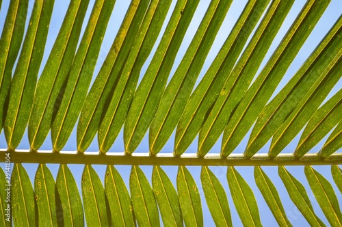 fresh green coconut leaves on blue sky