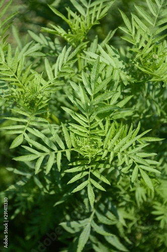 fresh green marigold tree in nature garden