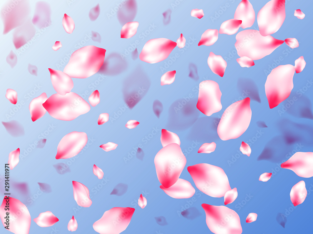 Pink cherry blossom petals isolated Pink cherry blossom petals isolated