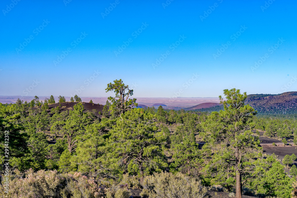 Ponderosa pine forest in Sunset Crater Volcano National Monument