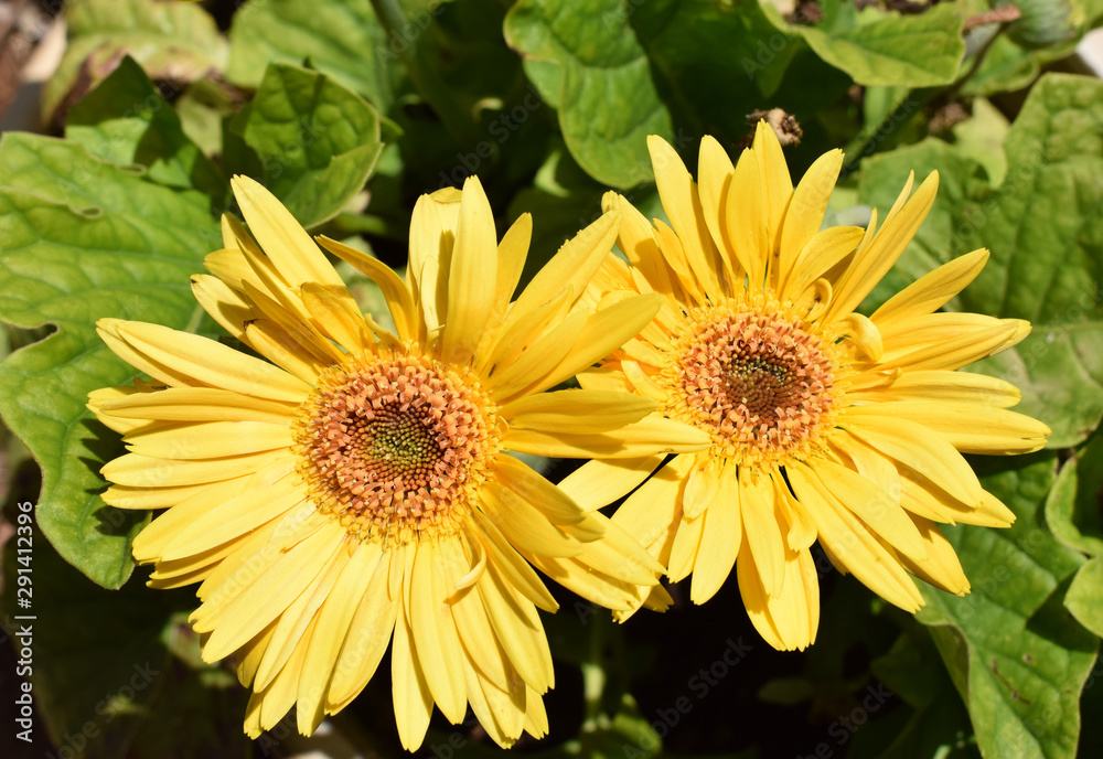 Gerbera daisies, two yellow flower in the garden. Transvaal Daisy. Gerbera daisies, two yellow flower in the garden. Transvaal Daisy.