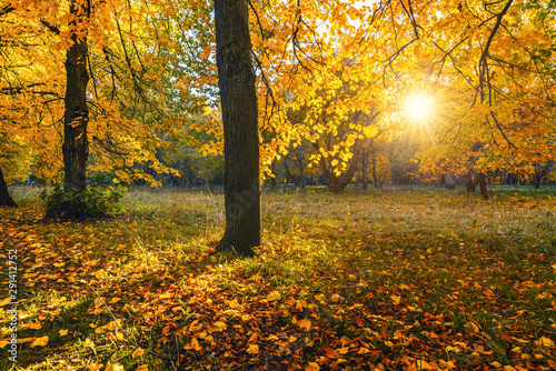 Bright tree in the sunny autumn park