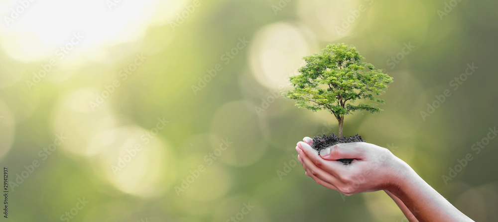 Tree planting on volunteer family's hands for eco friendly and corporate social responsibility campaign concept - obrazy, fototapety, plakaty 