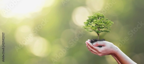 Tree planting on volunteer family's hands for eco friendly and corporate social responsibility campaign concept