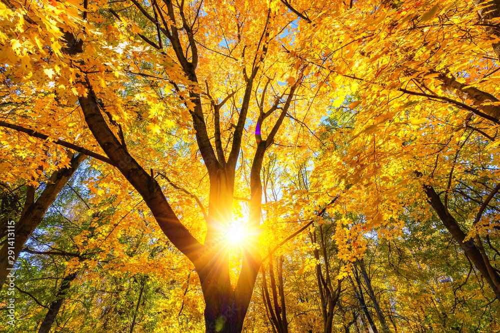 Sunny autumn golden maple tree