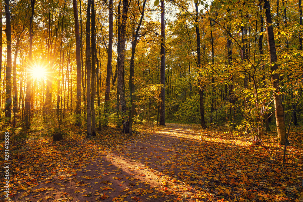 Bright trees in the sunny autumn park Bright trees in the sunny autumn park