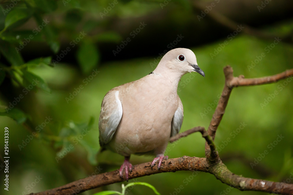 Collared dove wild bird in a tree Collared dove wild bird in a tree
