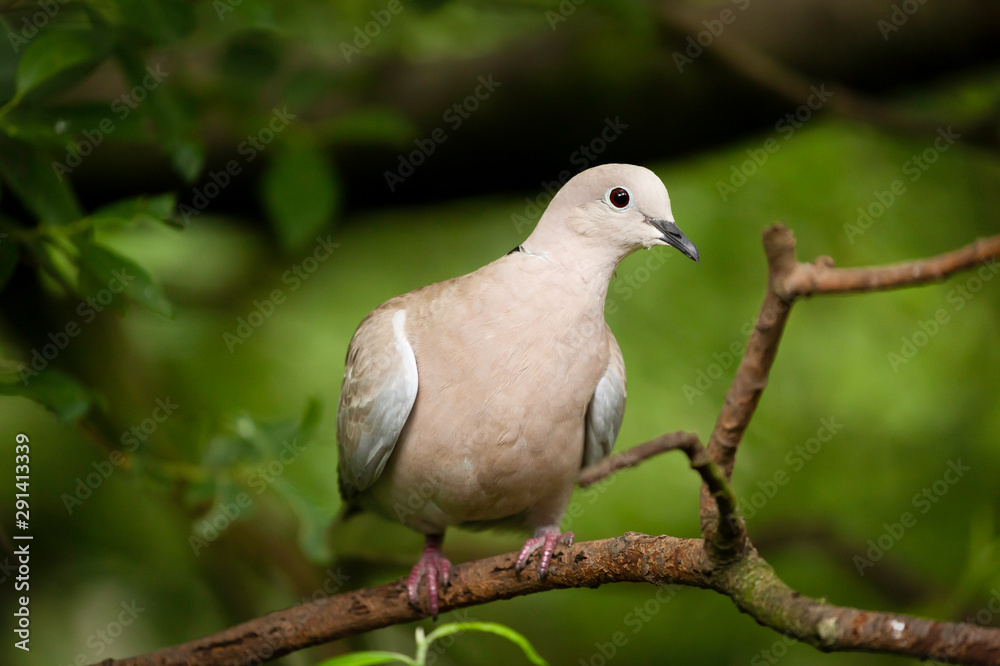 Collared dove wild bird in a tree