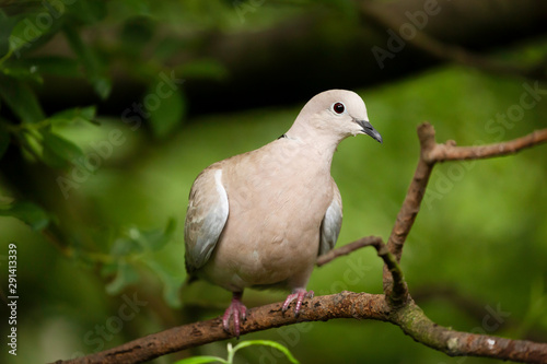 Collared dove wild bird in a tree