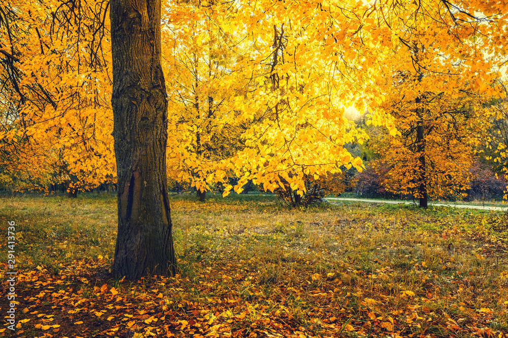 Bright tree in the sunny autumn park