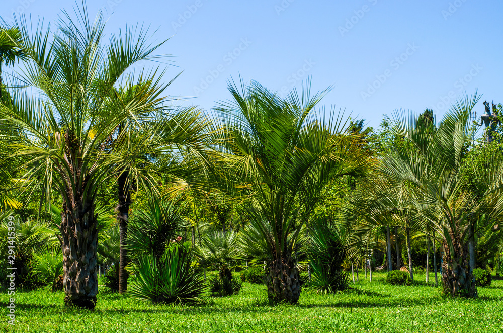 Palm trees and lawns in the park