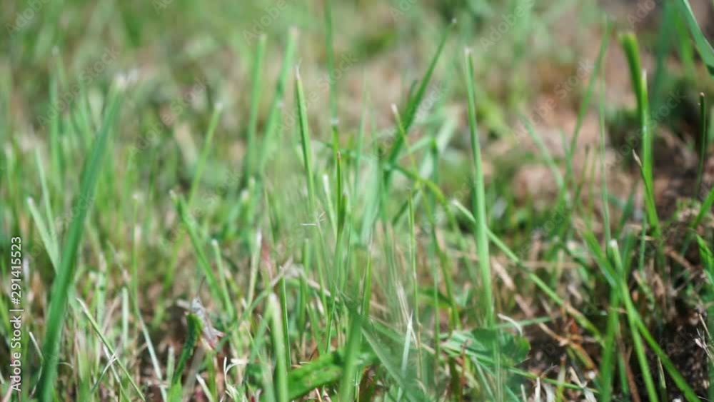 Blades of grass blow in the wind