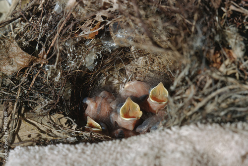 Carolina Wren (Thryothorus Ludovicianus) Baby Chicks in Bird Nest