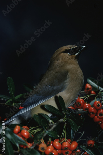 Cedar Waxwing (Bombycilla Cedrorum) photo