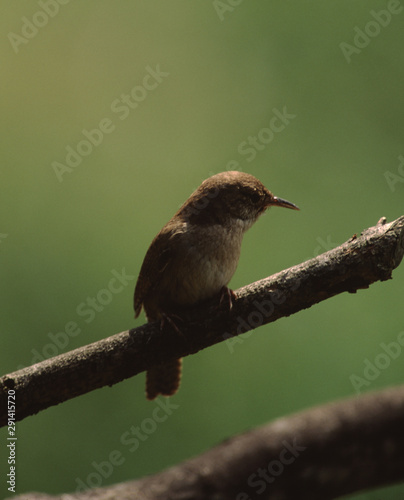 House Wren (Troglodytes Aedon) photo