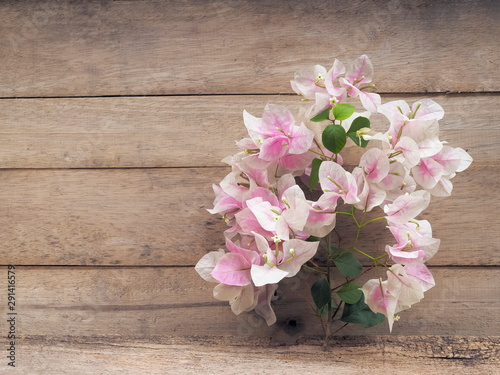 Beautiful Pink-White Bougainvillea glabra or Paper flower blossom on wood texture background.