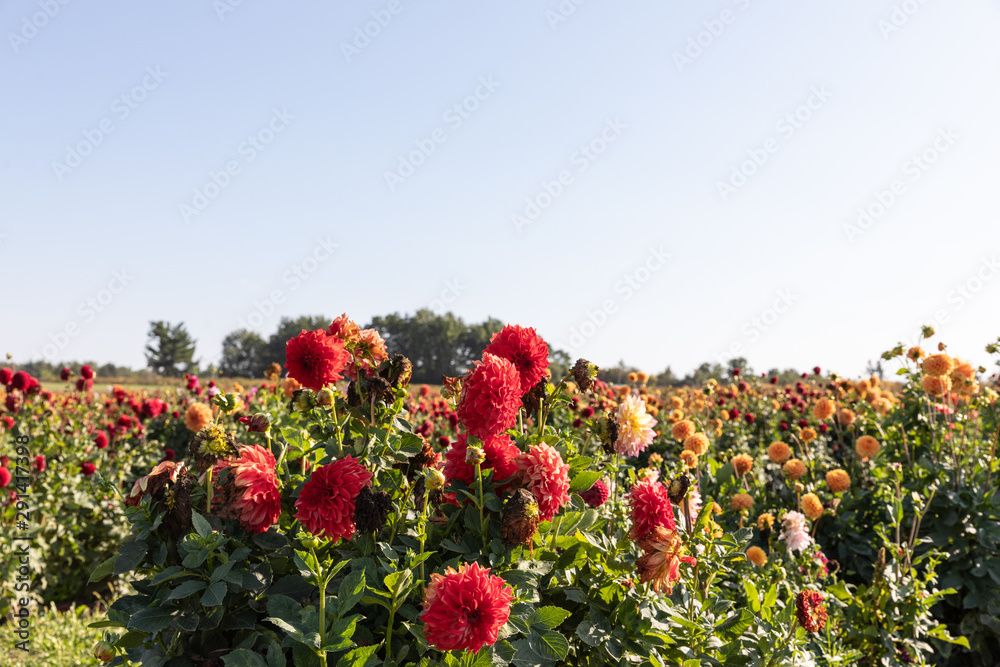 dahlias flowers field. red flowers on a background of blue sky