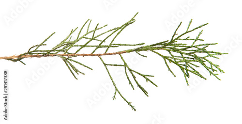 Thuja branch on an isolated white background © Юлия Буракова