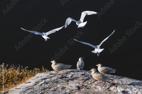 Group of Iceland Gulls -Larus glaucoides, flying at the port of Ilulissat, Greenland. photo