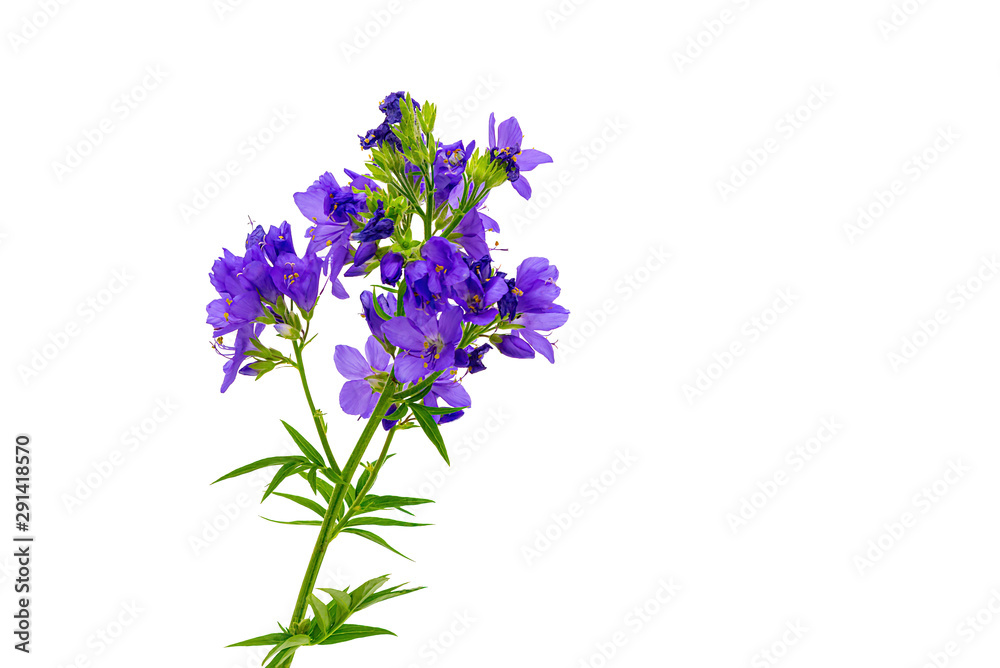 Polemonium caeruleum. Cultivated flower. isolate Polemonium caeruleum. Cultivated flower. isolate