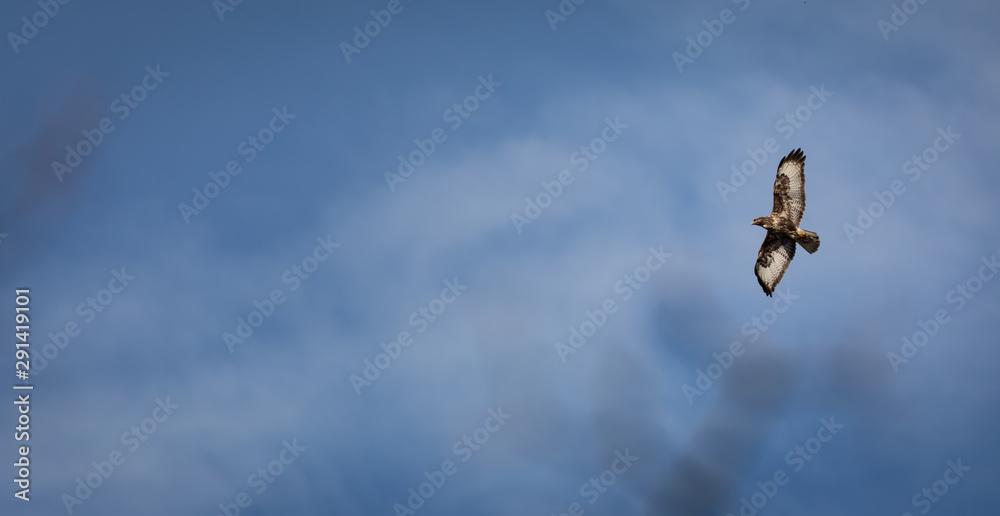 Red kite (Milvus milvus) in flight against blue sky Red kite (Milvus milvus) in flight against blue sky