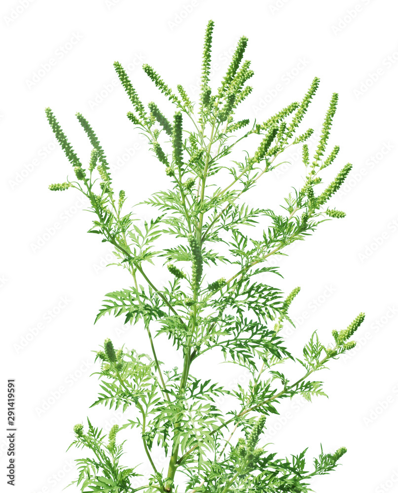 Fototapeta premium Blooming ragweed plant (Ambrosia genus) on white background. Seasonal allergy