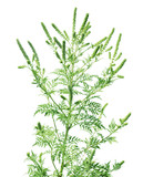 Blooming ragweed plant (Ambrosia genus) on white background. Seasonal allergy