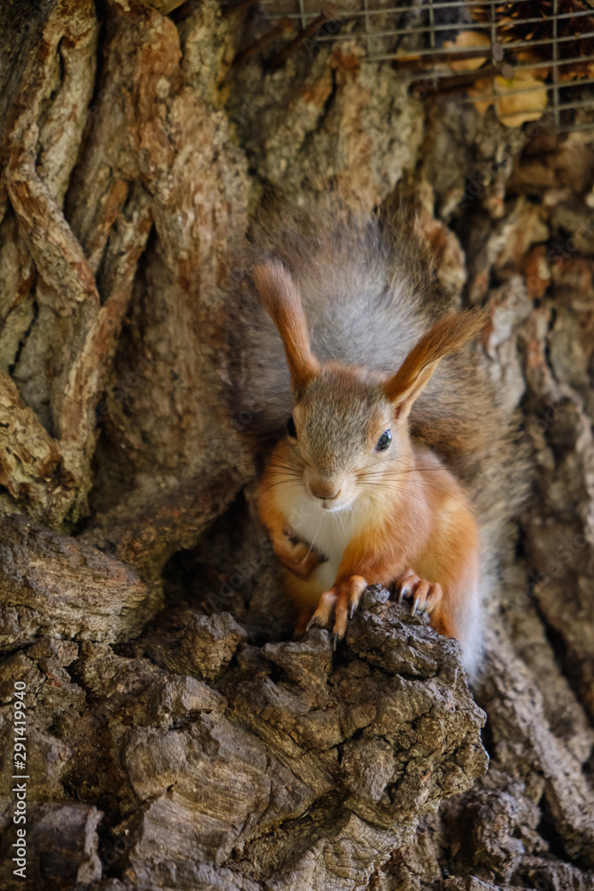 Squirrel with a fluffy tail sitting on a tree in the shadows and watching in . tree squirrel Squirrel with a fluffy tail sitting on a tree in the shadows and watching in . tree squirrel