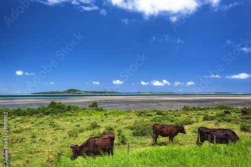沖縄県・竹富町 西表島 夏の放牧地の風景