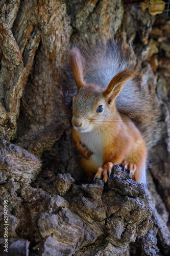 Squirrel with a fluffy tail sitting on a tree in the shade. tree squirrel © Eduard Vladimirovich