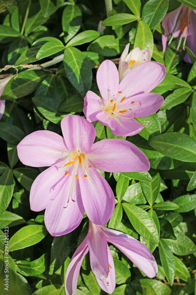 Beautiful violet crocuses in the garden. Beautiful violet crocuses in the garden.