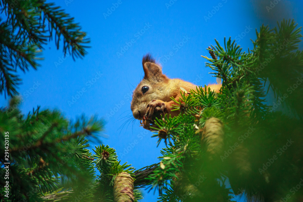 Naklejka squirrel gnaws cones on top of a tree. wild nature. squirrel against a blue sky.