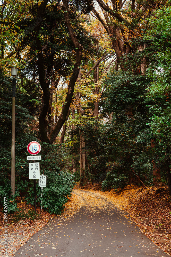 Yellow Ginkgo leaves covered ground and lush green forest at Meiji Jingu Shrine park- Tokyo green space Yellow Ginkgo leaves covered ground and lush green forest at Meiji Jingu Shrine park- Tokyo green space