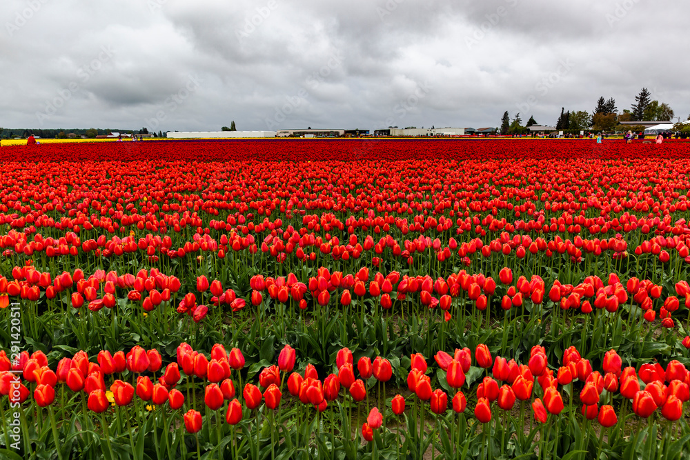 Tulip Field