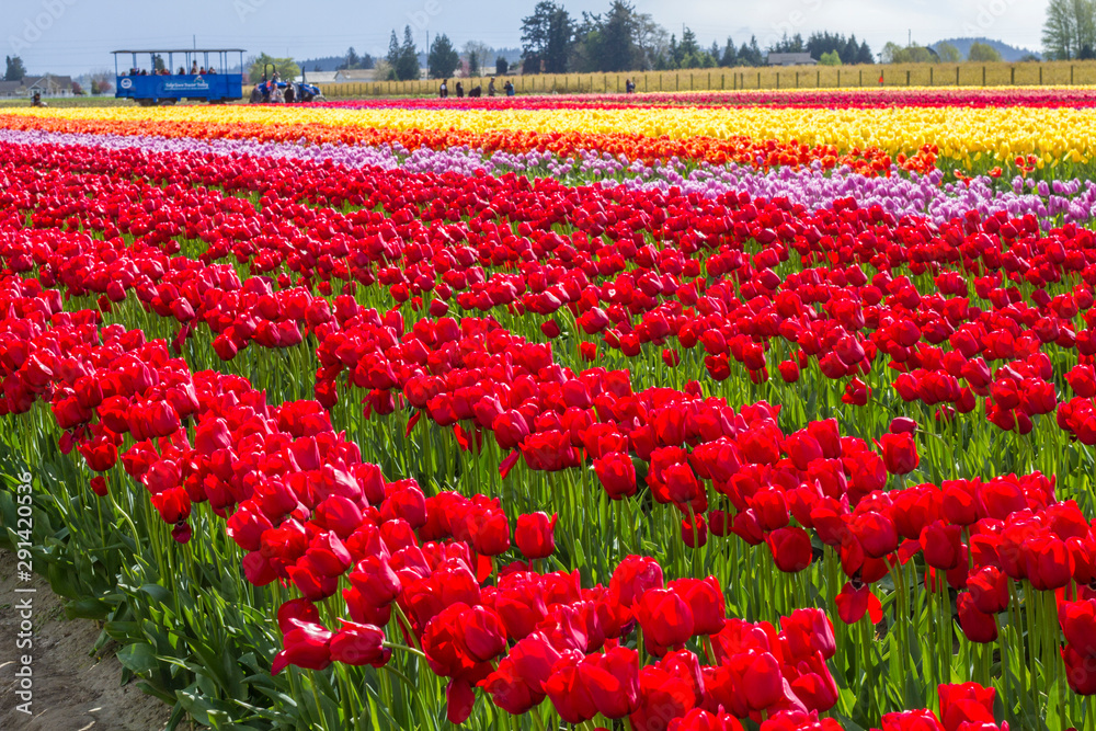 Tulip Field