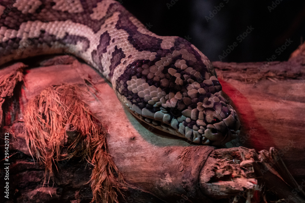 Morelia spilota variegata. Photo of reticulated python head in full ...