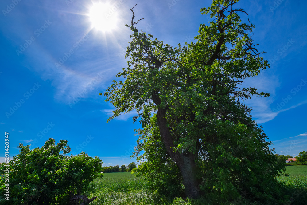 Obraz premium old tree