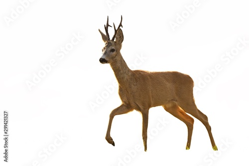 Fototapeta Naklejka Na Ścianę i Meble -  Roe deer, capreolus capreolus, buck walking in summer at sunset isolated on white background. Cut out wild animal with leg in the air.