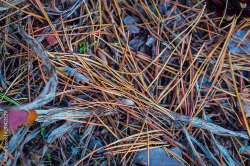 closeup heap of pine needle on a ground, natural outdoor forest background