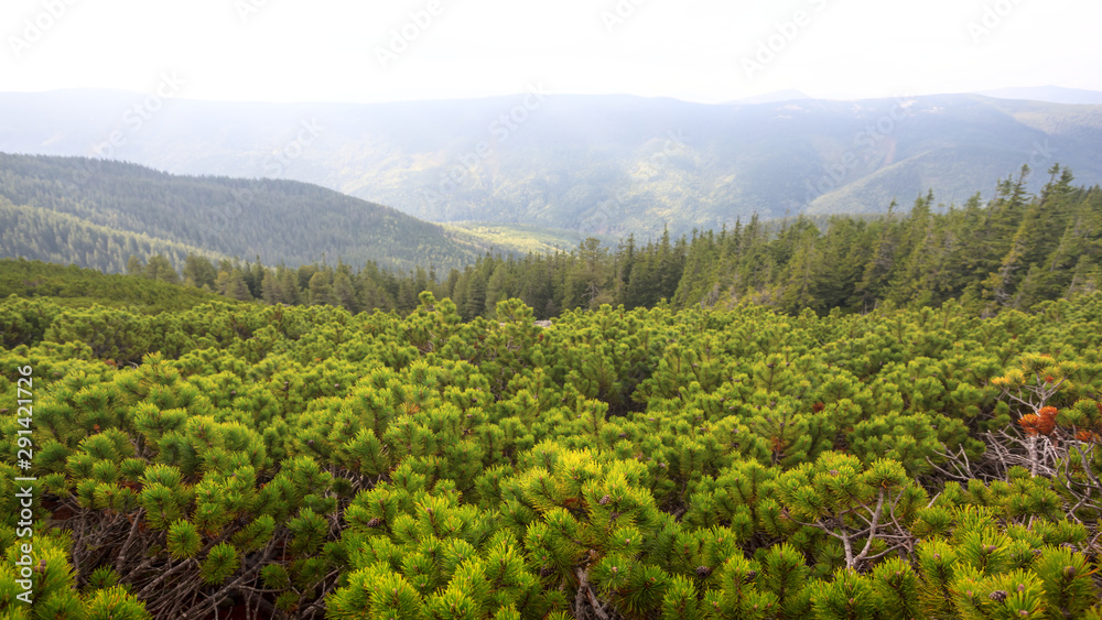 green mountain valley with forest on a slope, misty mountain scene