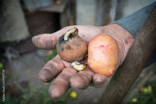 In the summer on a vegetable garden in a crowded old hand lies the potato eaten by may beetles and a wire.