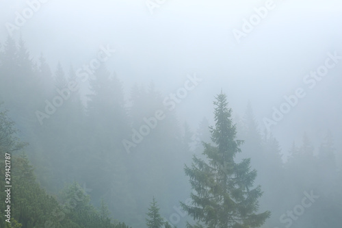 fir tree forest on a mount slope in a dense mist, quiet mountain background