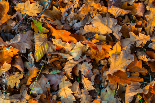 closeup heap of dry autumn leaves on a ground  natural background