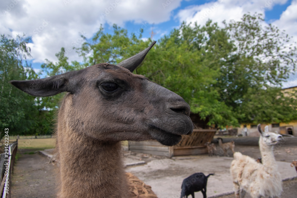 Obraz premium Funny lama glama portrait, dark brown hairy animal, funny face expression, outdoors and daylight, sunny day and farm animal
