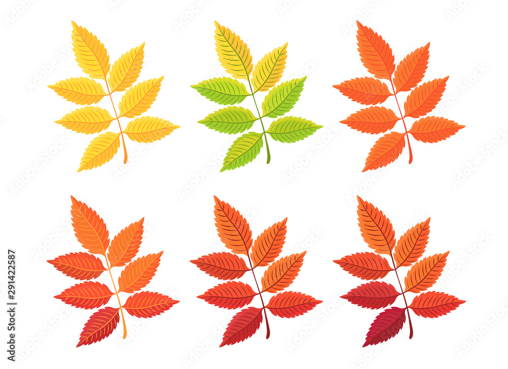 Set of autumn leaves on white background. Cartoon leaf collection in flat style. Vector illustration.