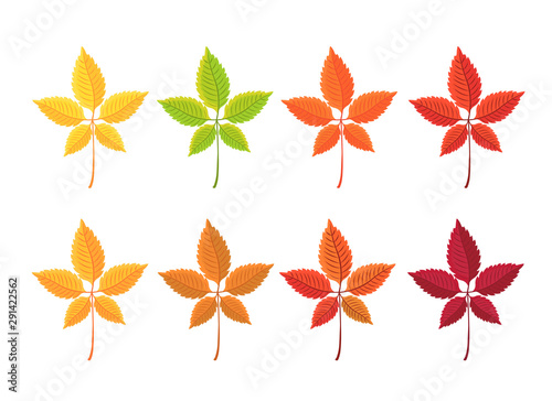 Set of autumn leaves on white background. Cartoon leaf collection in flat style. Vector illustration.