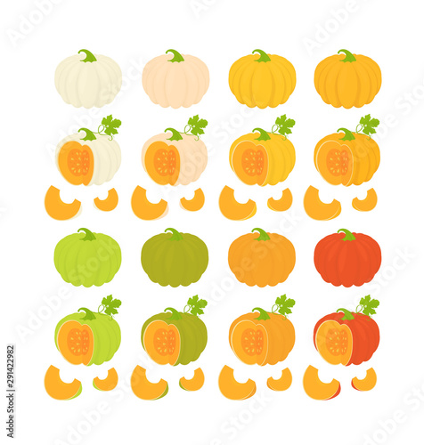 Pumpkin vegetable with green leaves and slices. Vector Botanical illustration isolated on white background.